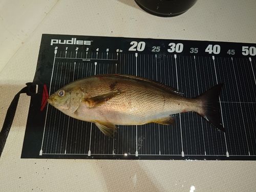 イサキの釣果