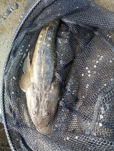 マゴチの釣果