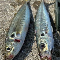 アジ