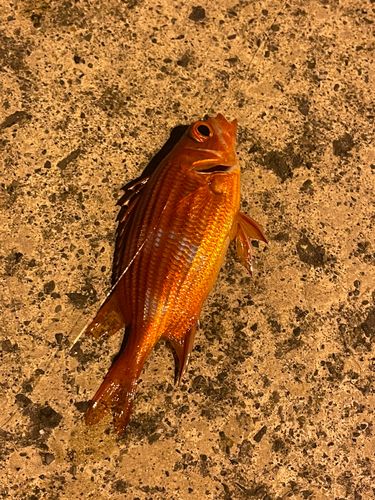 アヤメエビスの釣果