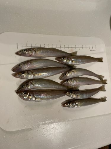 キスの釣果