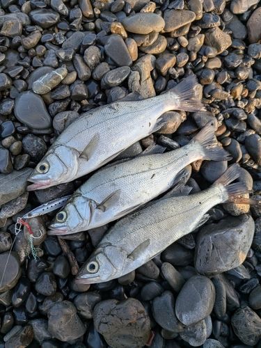 セイゴ（ヒラスズキ）の釣果