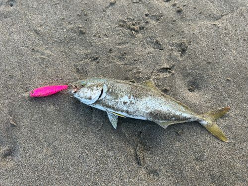 ワカシの釣果