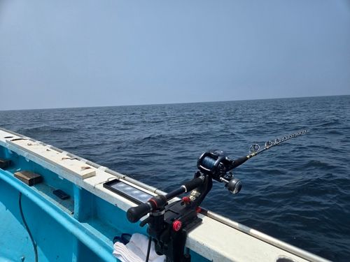 スルメイカの釣果