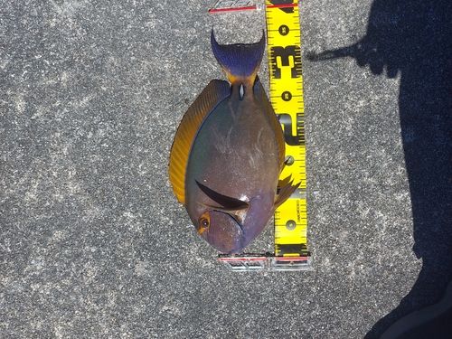 トカジャーの釣果