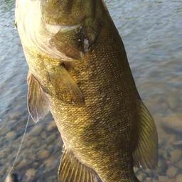 スモールマウスバス