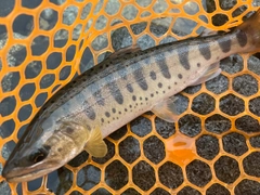 ヤマメの釣果
