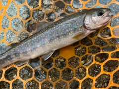 イワナの釣果