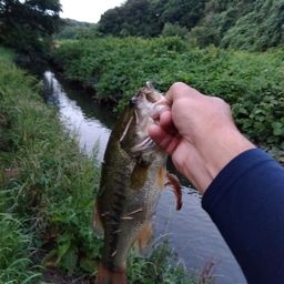 ラージマウスバス