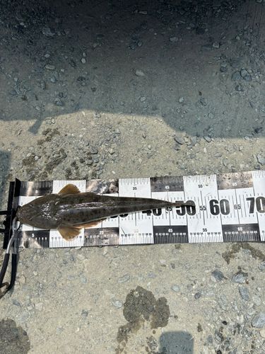 マゴチの釣果