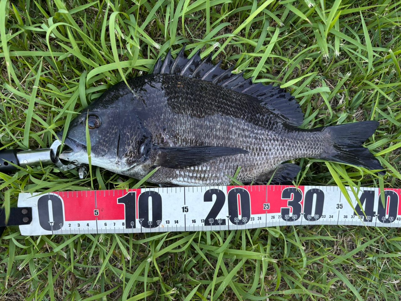 ★☆【シマノ】 20エクスセンスMB S88ML-5 モバイル SHIMANO EXSENCE シーバス チヌ K_099★☆v33659 Amazon | シマノ(SHIMANO) ロッド 20 エクスセンス MB S88ML-5