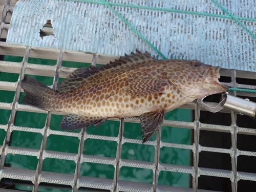 オオモンハタの釣果