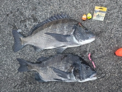 クロダイの釣果