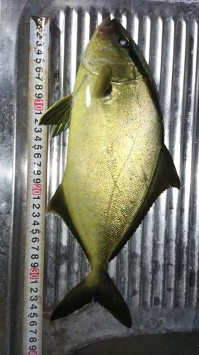 ショゴの釣果