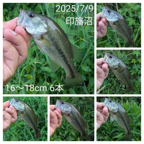 ブラックバスの釣果