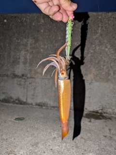 イカの釣果