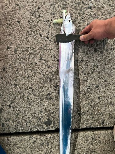 タチウオの釣果