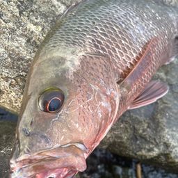 マングローブジャック