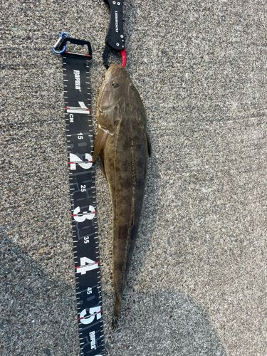 マゴチの釣果