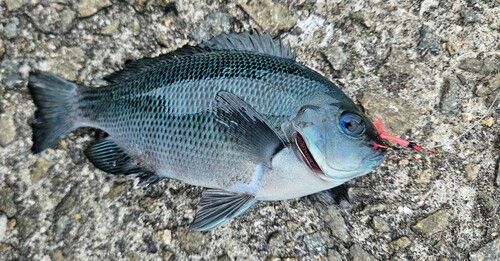 グレの釣果