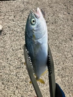 ツバスの釣果