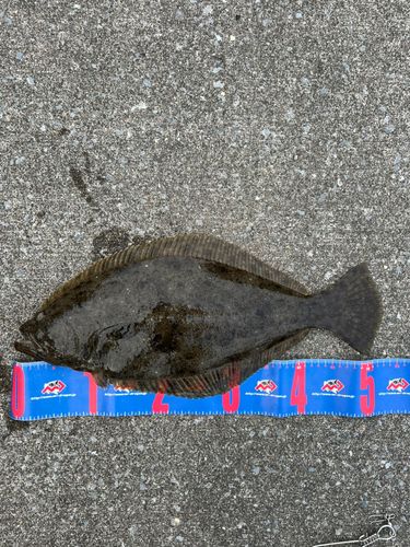 ヒラメの釣果