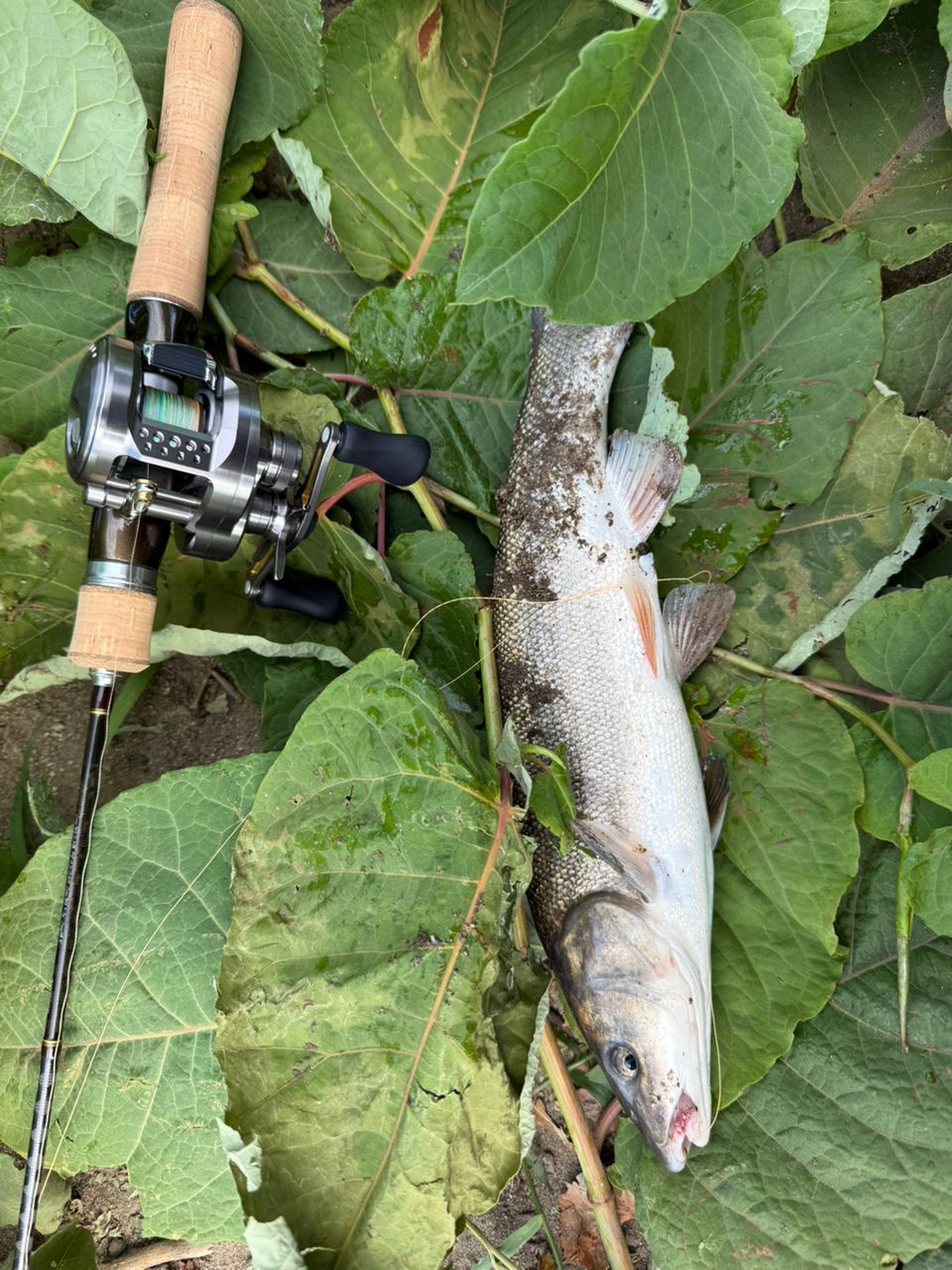 SHIMANO 17トラウトワン NS B50ULの最安値・インプレ・釣果