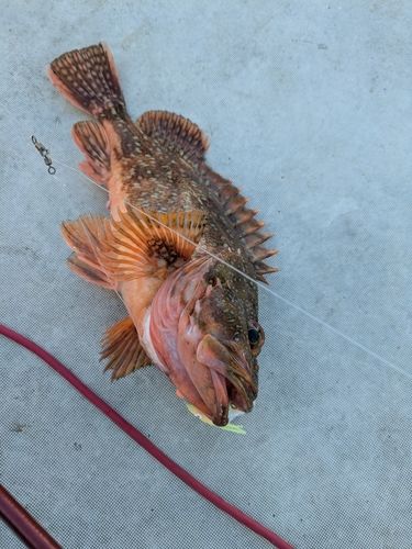 ウッカリカサゴの釣果