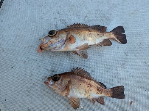 クロメバルの釣果