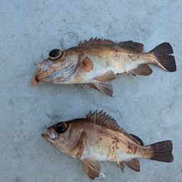 クロメバル