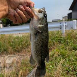 ブラックバス