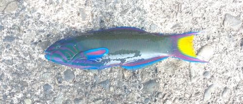 オトメベラの釣果