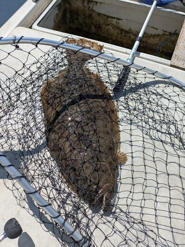 ヒラメの釣果