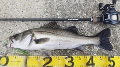 シーバスの釣果