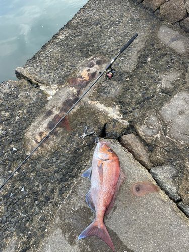 タイの釣果