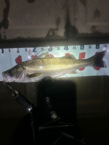 スズキの釣果