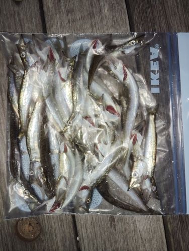 カマスの釣果