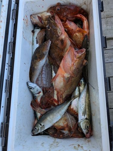 マアジの釣果