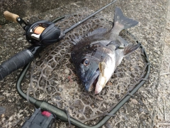 チヌの釣果