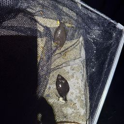 ヒラメ
