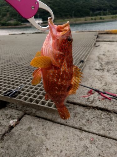 キジハタの釣果