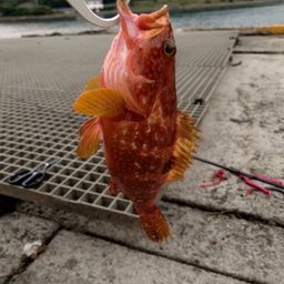 キジハタ