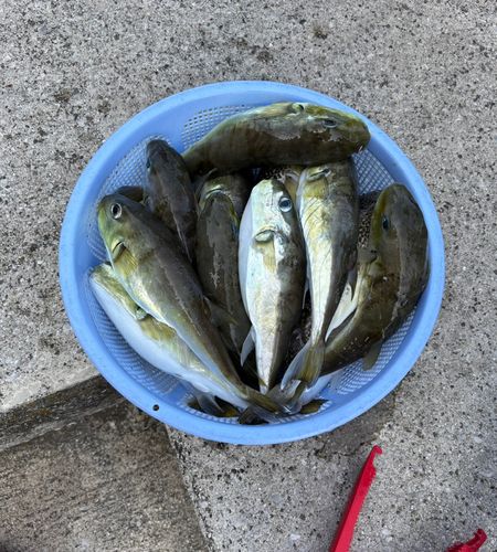 シロサバフグの釣果