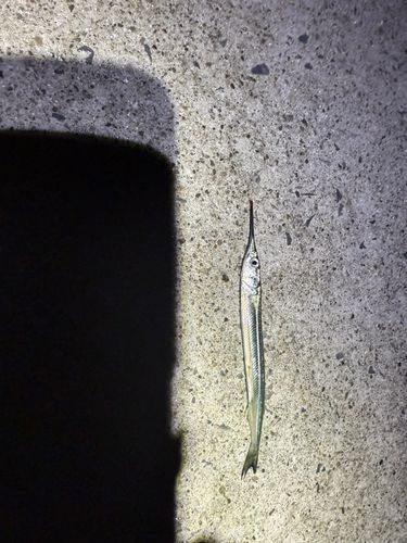 ダツの釣果