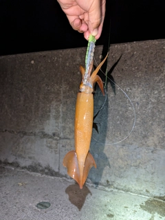 イカの釣果