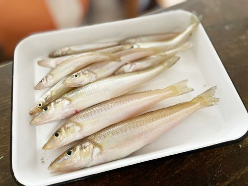 キスの釣果