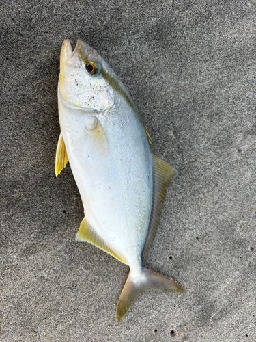 ショゴの釣果