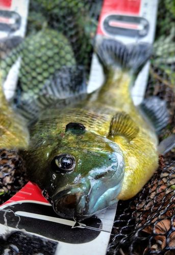 ブルーギルの釣果
