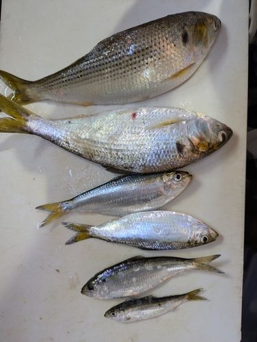 コノシロの釣果