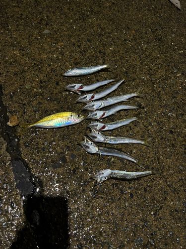 カマスの釣果